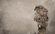 01_PSP Burrowing Owl (HDR edit)